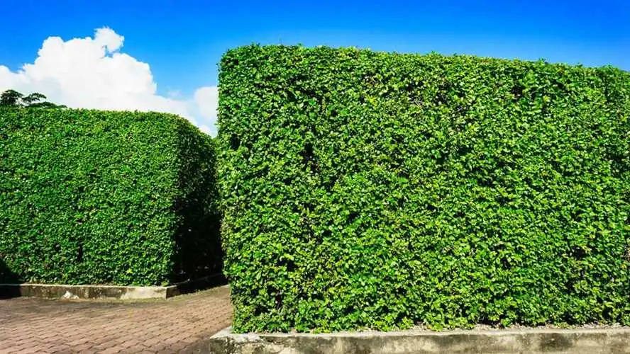 构建美丽乡村：园林管理事业面试现场，聚焦农村生态环境建设！
